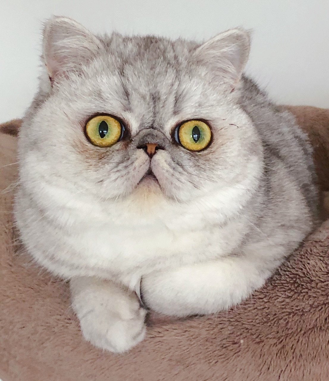 chat Exotic Shorthair black silver shaded Orchidee Chatterie Nice Cats
