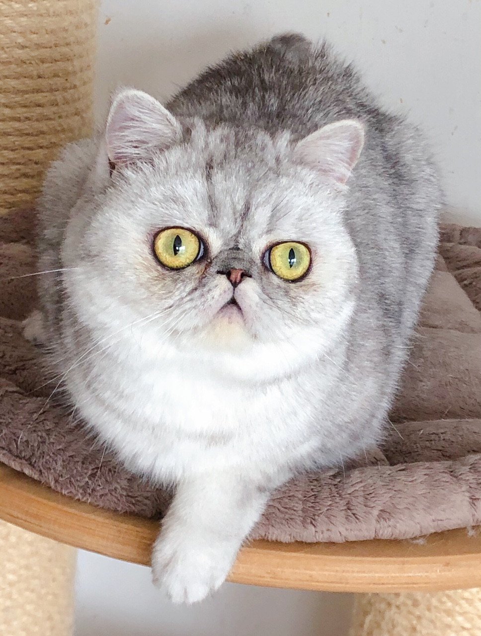 chat Exotic Shorthair black silver shaded Orchidee Chatterie Nice Cats
