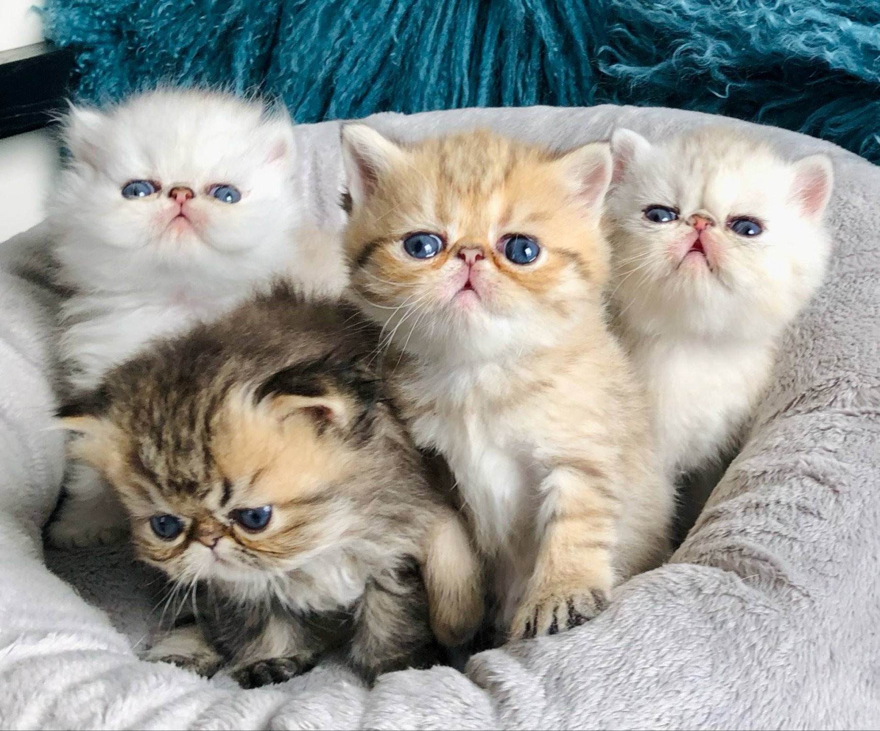 chatons persan et exotic