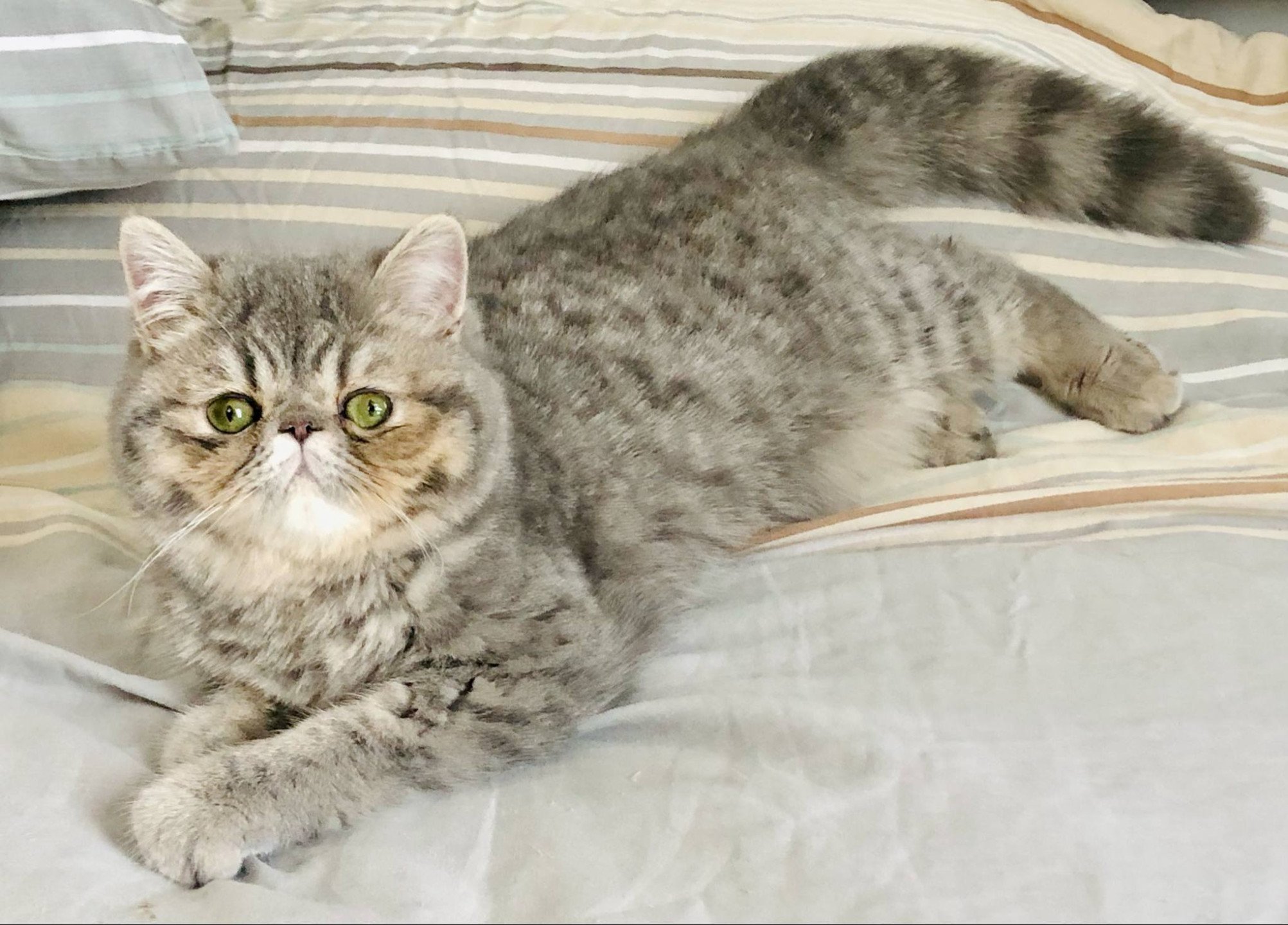 chat exotic shorthair blue golden