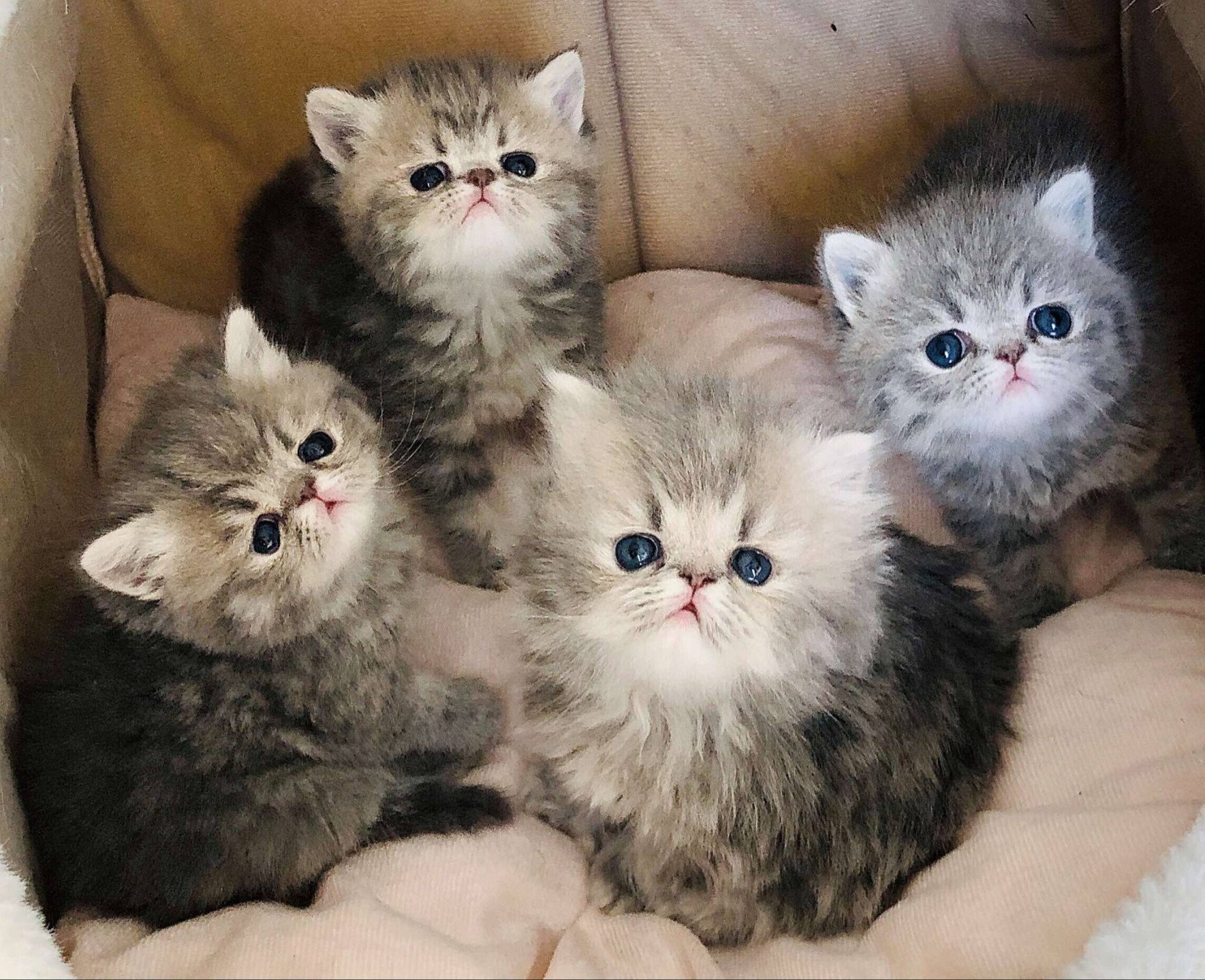 chatons exotic et persan