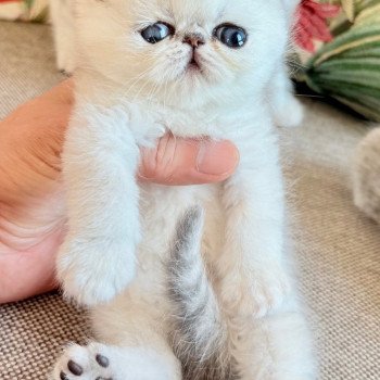 chaton Exotic Shorthair brown shell Chatterie Nice Cats chaton Exotic Shorthair brown shell Chatterie Nice Cats