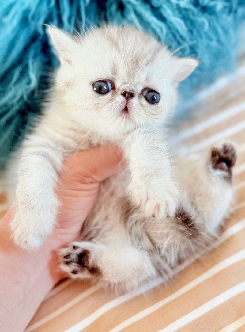 NICE CATS AMOUR Mâle Exotic Shorthair NICE CATS AMOUR Mâle Exotic Shorthair