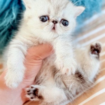 chaton Exotic Shorthair black silver shaded Chatterie Nice Cats chaton Exotic Shorthair black silver shaded Chatterie Nice Cats