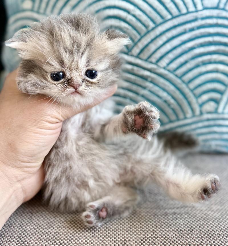 Nice cats Billy Femelle Persan