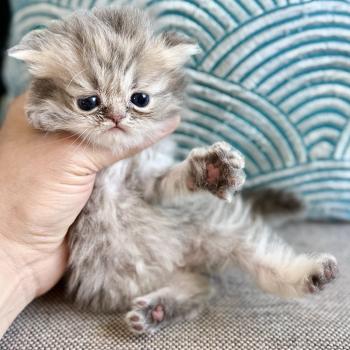 chaton Persan blue golden shaded Chatterie Nice Cats