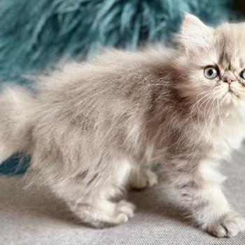 chaton Persan blue golden shaded Chatterie Nice Cats
