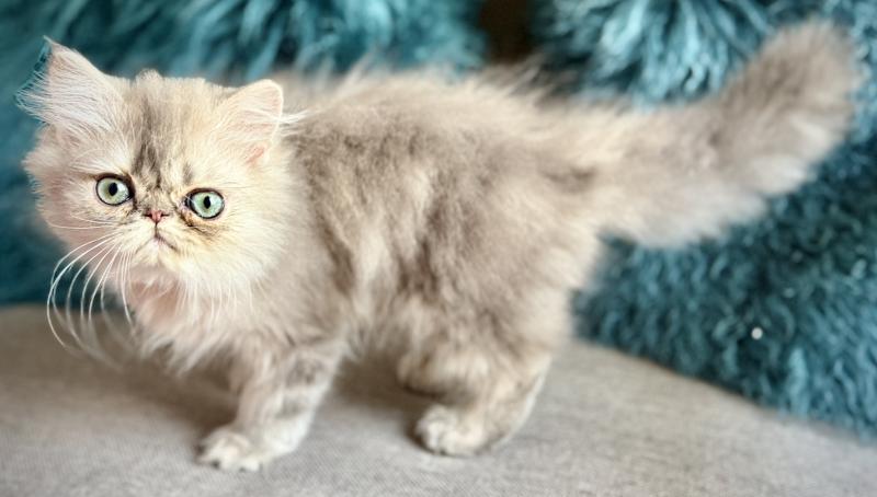 NICE CATS BAMBOU Mâle Persan
