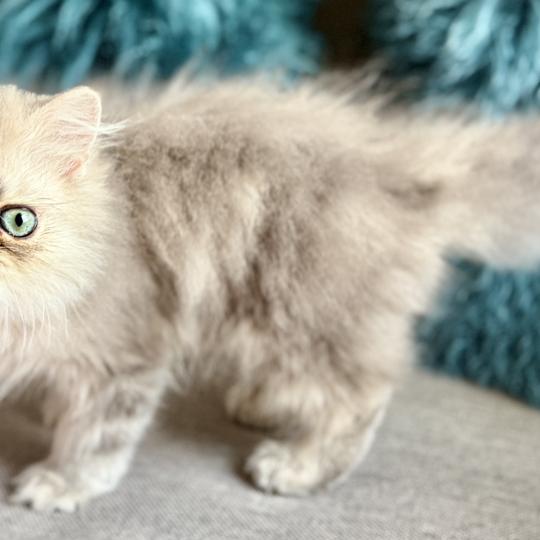 NICE CATS BAMBOU Mâle Persan