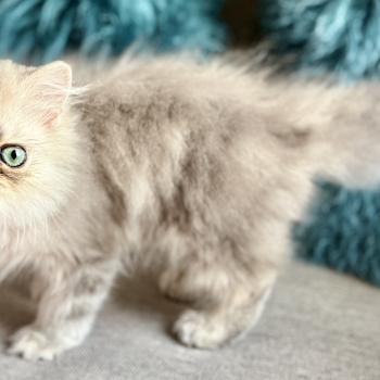 chaton Persan blue golden shaded Chatterie Nice Cats