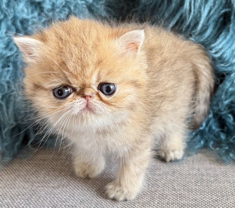 ADELE Femelle Exotic Shorthair