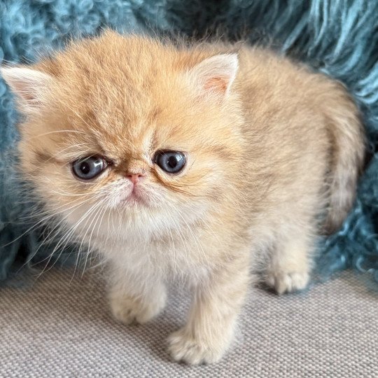 ADELE Femelle Exotic Shorthair