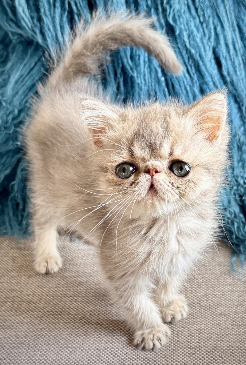 AZZARO Mâle Exotic Shorthair