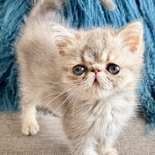 AZZARO Mâle Exotic Shorthair