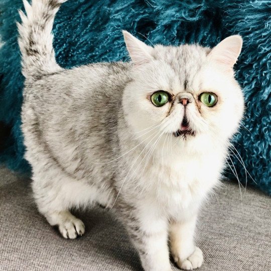 ECHO DE NARCISSE SIOUXSIE Femelle Exotic Shorthair ECHO DE NARCISSE SIOUXSIE Femelle Exotic Shorthair