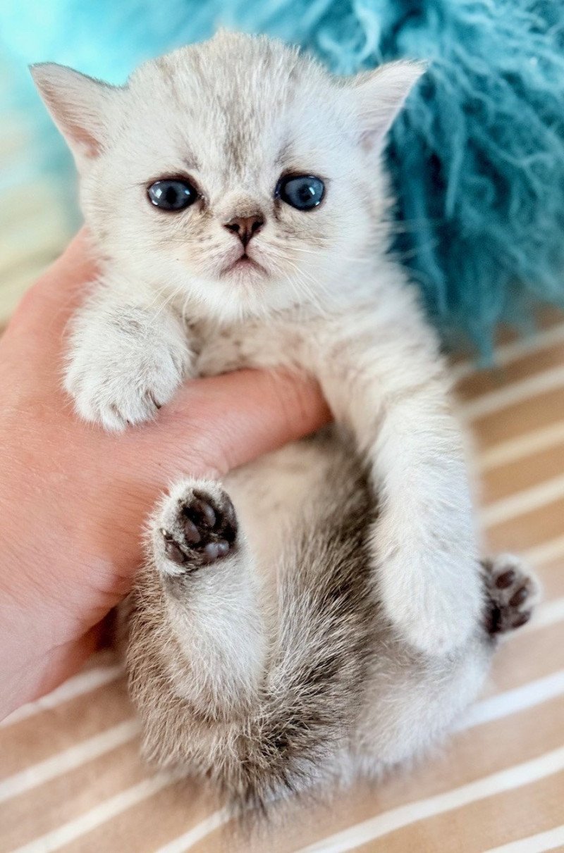 NICE CATS AMIE Femelle Exotic Shorthair