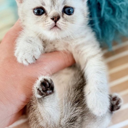 NICE CATS AMIE Femelle Exotic Shorthair