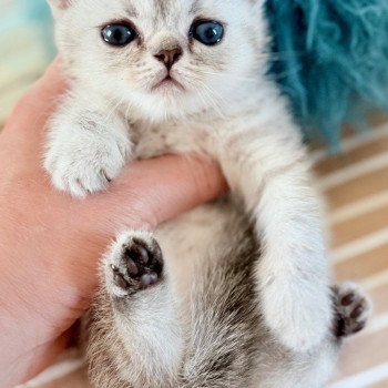 chaton Exotic Shorthair black silver shaded NICE CATS AMIE Chatterie Nice Cats chaton Exotic Shorthair black silver shaded NICE CATS AMIE Chatterie Nice Cats
