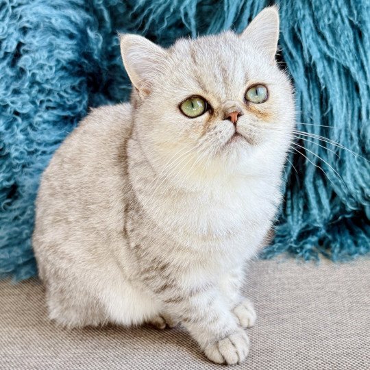 NICE CATS AMIE Femelle Exotic Shorthair