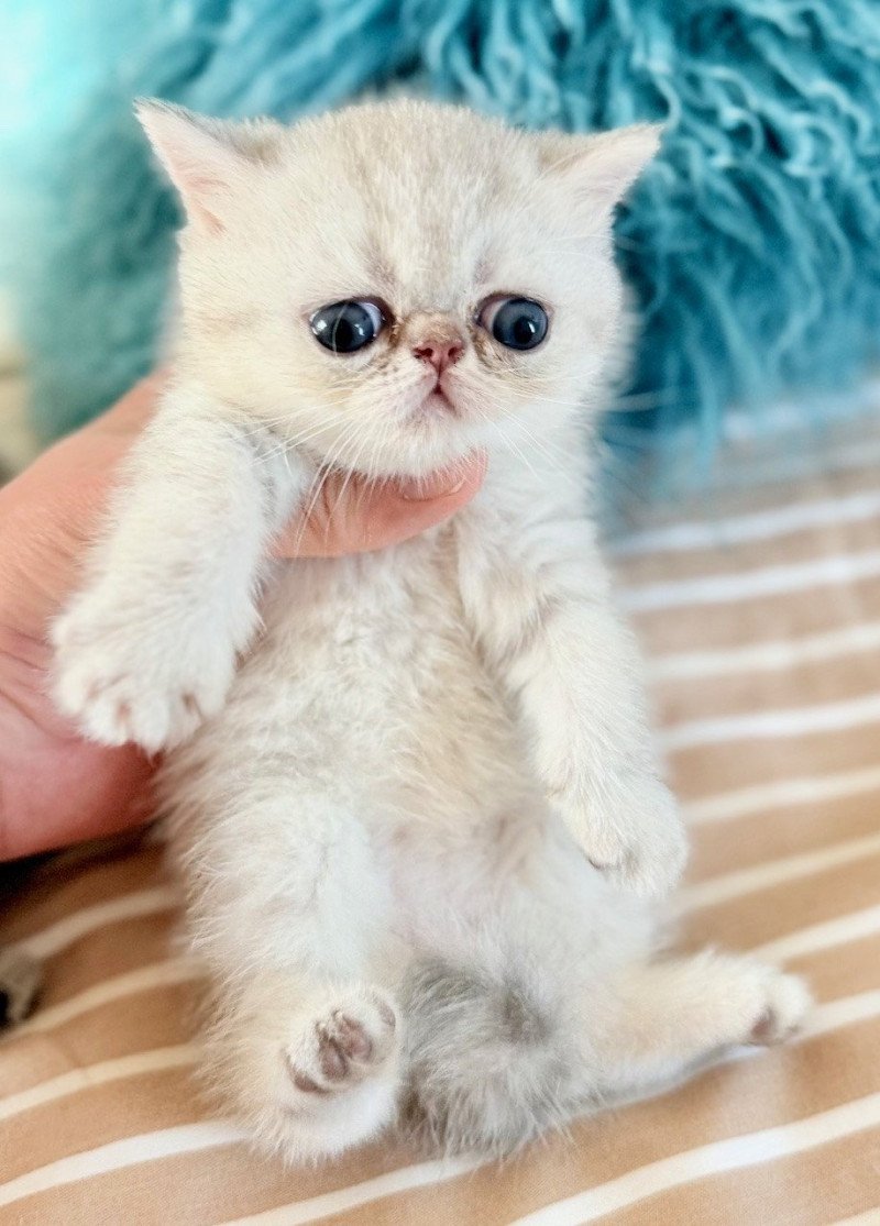 NICE CATS AMINA Femelle Exotic Shorthair NICE CATS AMINA Femelle Exotic Shorthair