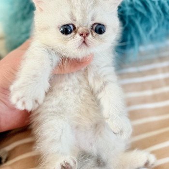 chaton Exotic Shorthair blue silver shaded NICE CATS AMINA Chatterie Nice Cats chaton Exotic Shorthair blue silver shaded NICE CATS AMINA Chatterie Nice Cats