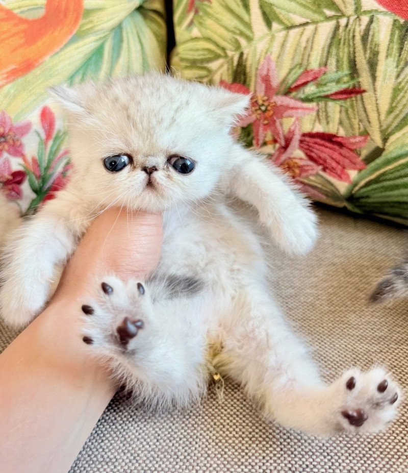 NICE CATS APPEL Mâle Exotic Shorthair NICE CATS APPEL Mâle Exotic Shorthair