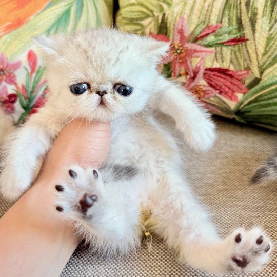 NICE CATS APPEL Mâle Exotic Shorthair