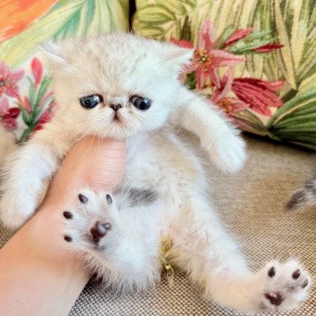chaton Exotic Shorthair black silver shaded NICE CATS APPEL Chatterie Nice Cats chaton Exotic Shorthair black silver shaded NICE CATS APPEL Chatterie Nice Cats