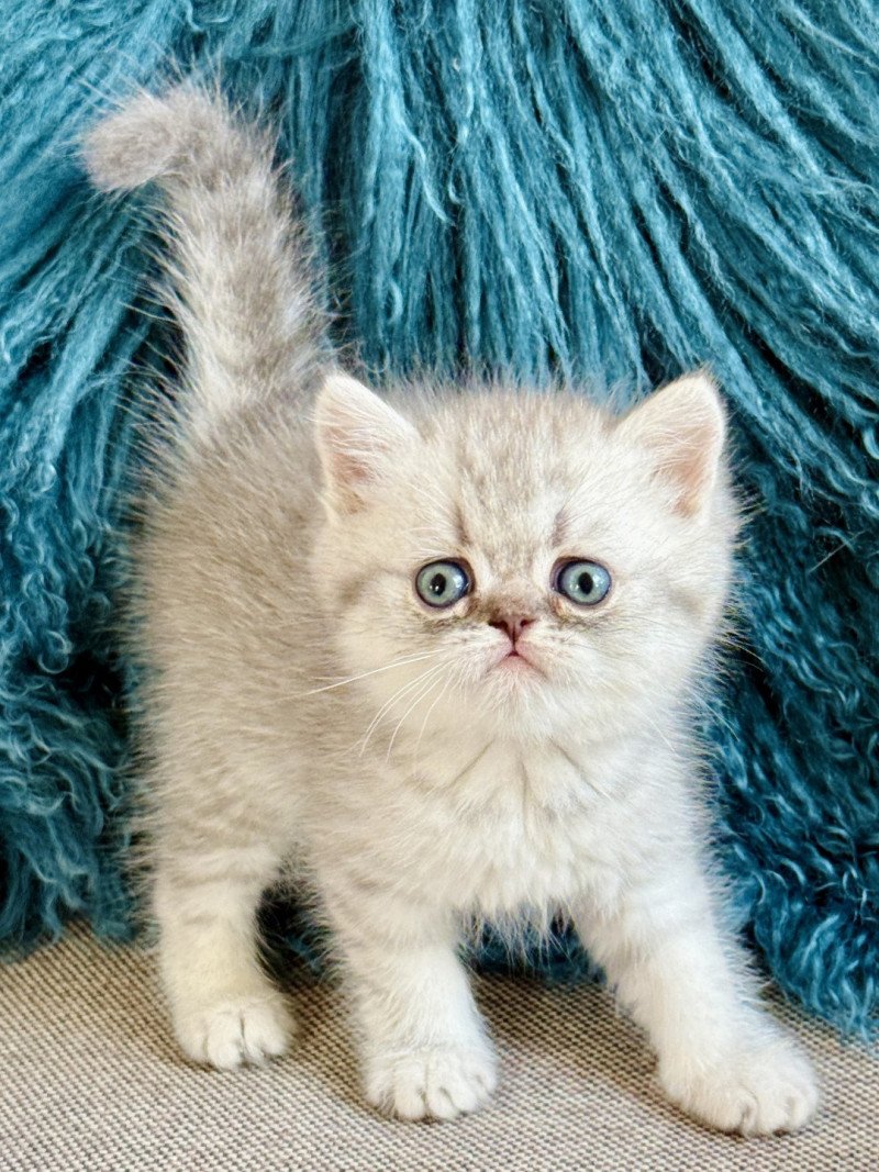 NICE CATS ARROW Mâle Exotic Shorthair