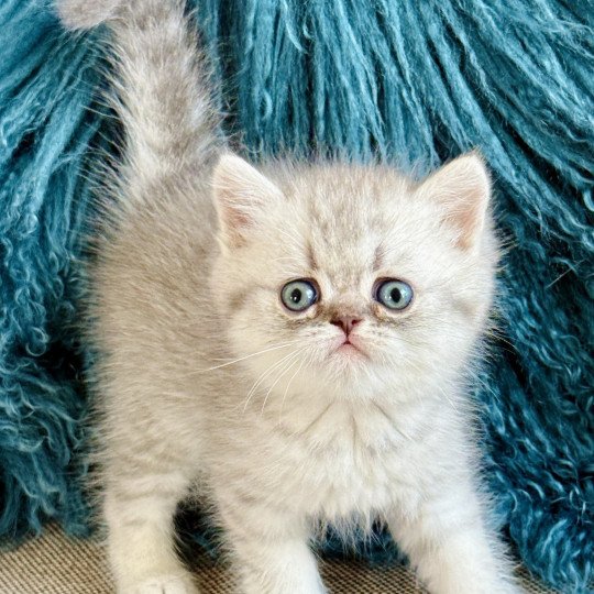 NICE CATS ARROW Mâle Exotic Shorthair