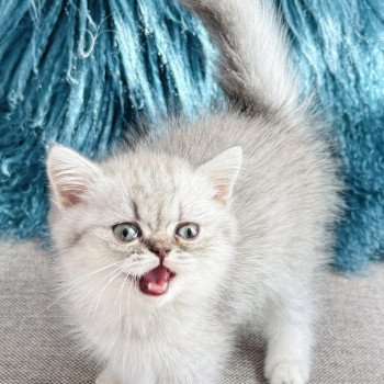 chaton Exotic Shorthair blue silver shaded NICE CATS ARROW Chatterie Nice Cats chaton Exotic Shorthair blue silver shaded NICE CATS ARROW Chatterie Nice Cats