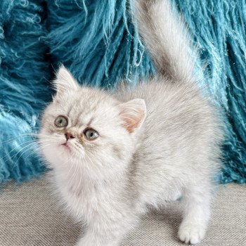chaton Exotic Shorthair blue silver shaded NICE CATS ARROW Chatterie Nice Cats chaton Exotic Shorthair blue silver shaded NICE CATS ARROW Chatterie Nice Cats