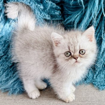chaton Exotic Shorthair blue silver shaded NICE CATS ARROW Chatterie Nice Cats chaton Exotic Shorthair blue silver shaded NICE CATS ARROW Chatterie Nice Cats