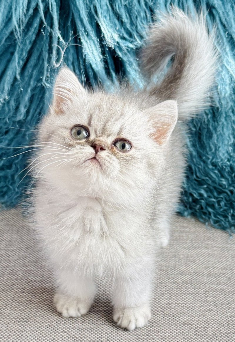 NICE CATS ARROW Mâle Exotic Shorthair NICE CATS ARROW Mâle Exotic Shorthair