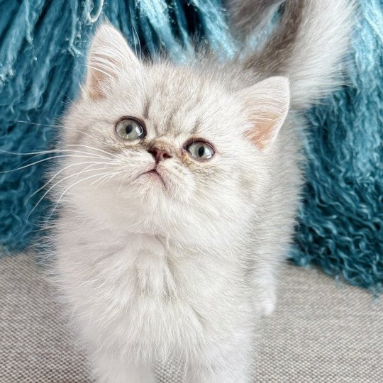 NICE CATS ARROW Mâle Exotic Shorthair