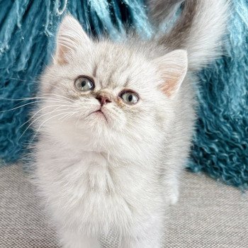 chaton Exotic Shorthair blue silver shaded NICE CATS ARROW Chatterie Nice Cats chaton Exotic Shorthair blue silver shaded NICE CATS ARROW Chatterie Nice Cats