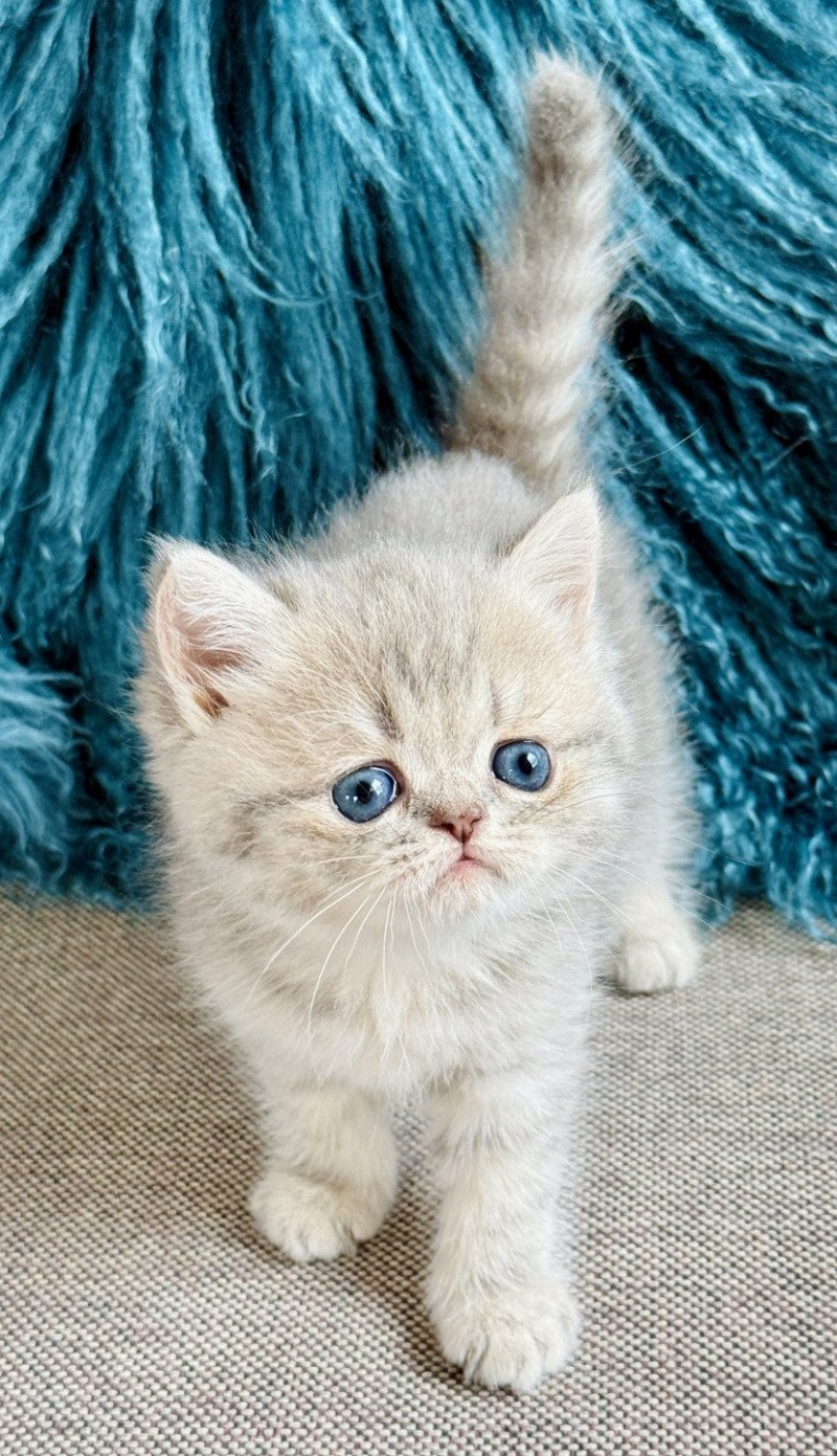 NICE CATS ARYA Femelle Exotic Shorthair NICE CATS ARYA Femelle Exotic Shorthair