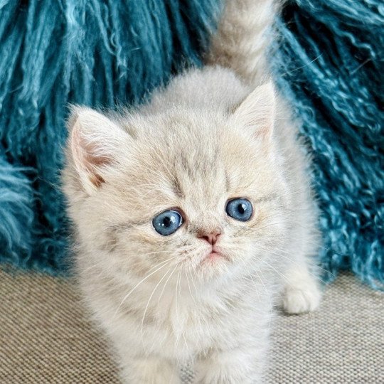 NICE CATS ARYA Femelle Exotic Shorthair
