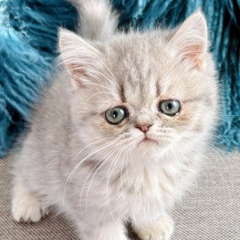 chaton Exotic Shorthair blue golden shaded NICE CATS ARYA Chatterie Nice Cats chaton Exotic Shorthair blue golden shaded NICE CATS ARYA Chatterie Nice Cats