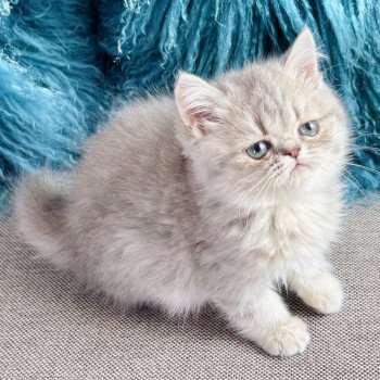 chaton Exotic Shorthair blue golden shaded NICE CATS ARYA Chatterie Nice Cats chaton Exotic Shorthair blue golden shaded NICE CATS ARYA Chatterie Nice Cats