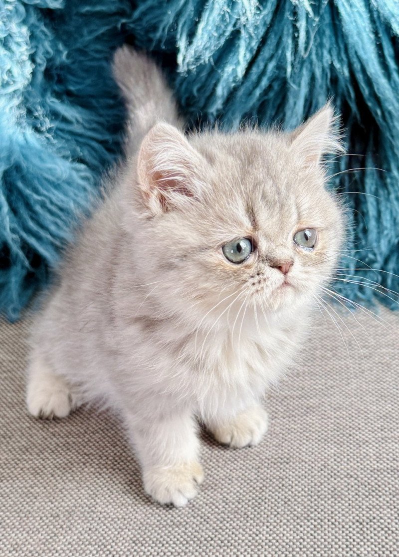 NICE CATS ARYA Femelle Exotic Shorthair NICE CATS ARYA Femelle Exotic Shorthair