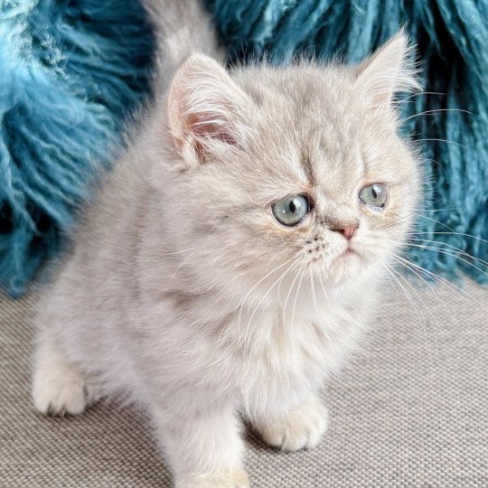 NICE CATS ARYA Femelle Exotic Shorthair