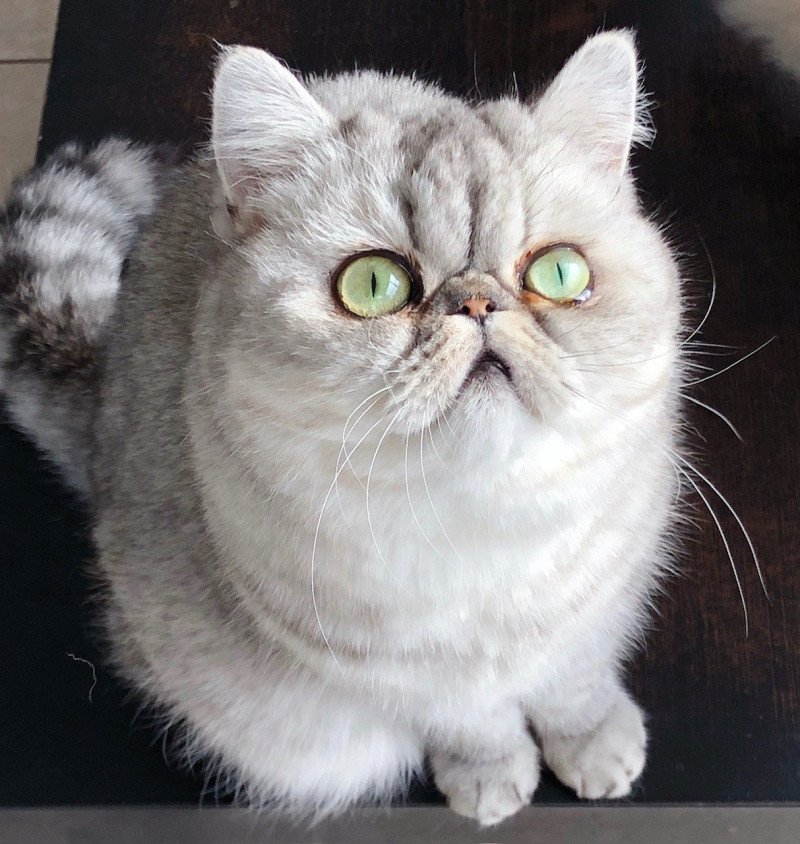 NIce Cats Opale Femelle Exotic Shorthair