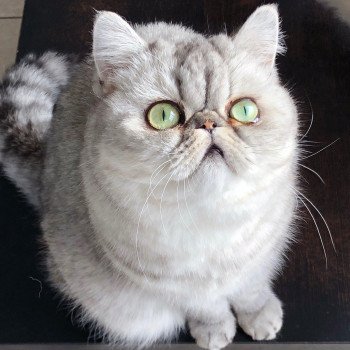 chat Exotic Shorthair black silver shaded NIce Cats Opale Chatterie Nice Cats