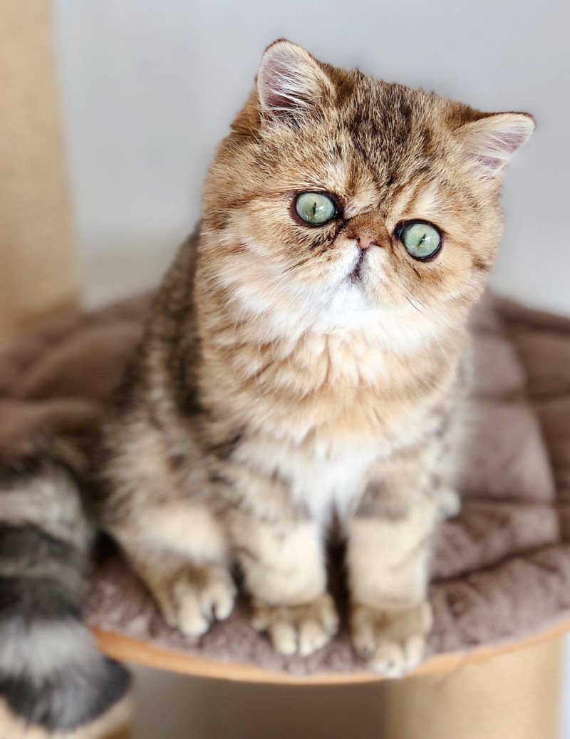 NICE CATS SATURNE Mâle Exotic Shorthair