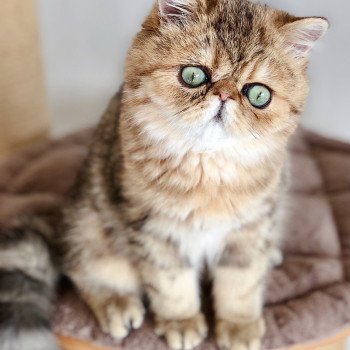 chat Exotic Shorthair black golden shaded NICE CATS SATURNE Chatterie Nice Cats