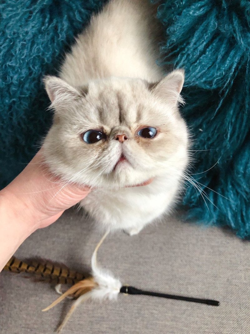 NICE CATS SIMBA Mâle Exotic Shorthair