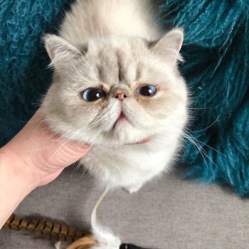chat Exotic Shorthair blue silver shaded point NICE CATS SIMBA Chatterie Nice Cats