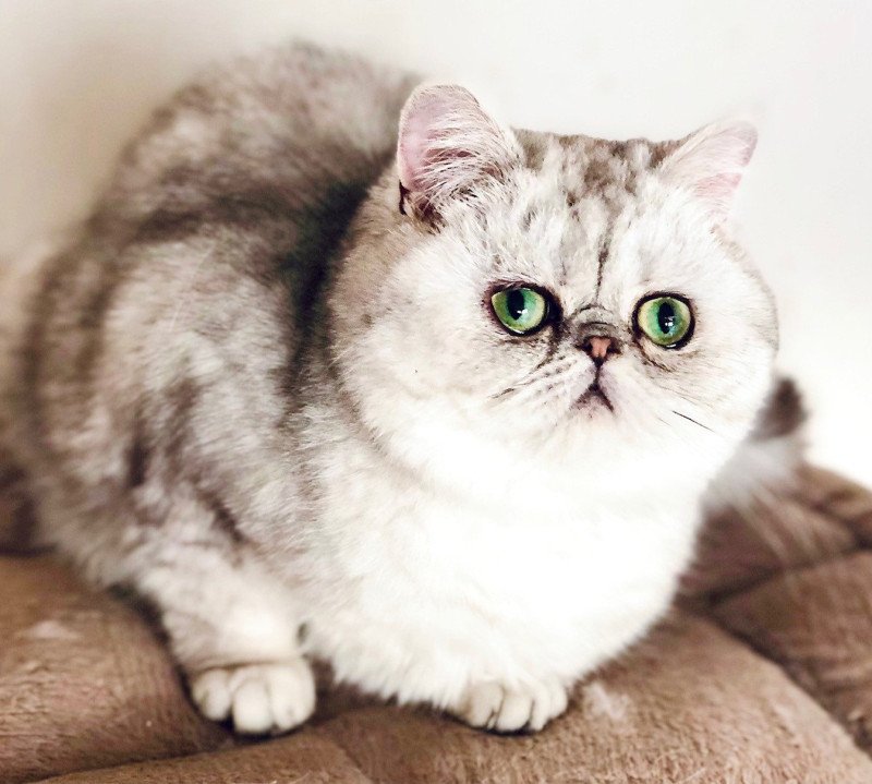 NICE CATS TULIPE Femelle Exotic Shorthair