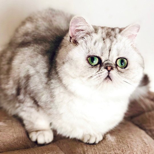 NICE CATS TULIPE Femelle Exotic Shorthair